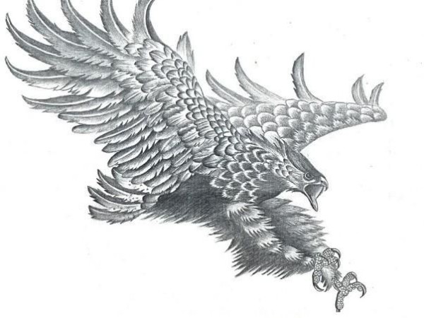 鹰手稿