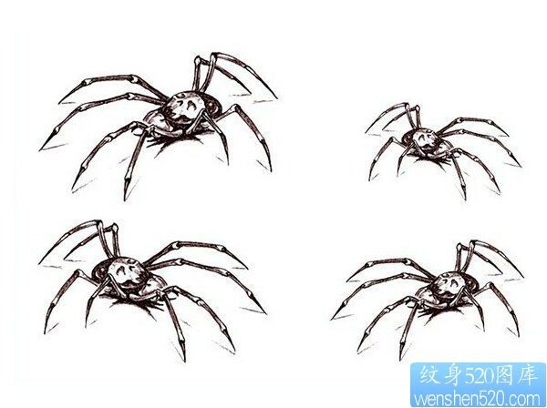 蜘蛛纹身手稿图案