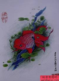 中华锦鲤纹身手稿（1）