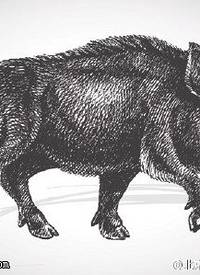 经典手绘野猪纹身图案