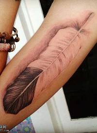 手臂漂亮的双色羽毛纹身图案
