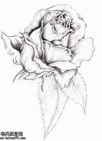 手稿黑灰玫瑰纹身图案