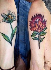 手臂上彩色花朵纹身山龙眼花和雪绒花植物纹身图片