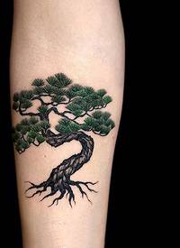 手臂郁郁青葱松树彩绘纹身图案