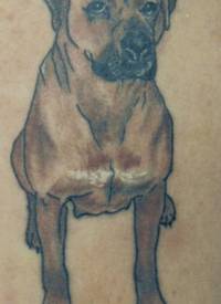 獒犬个性纹身图案