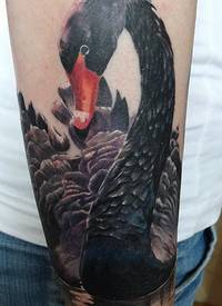 手臂上美丽的黑天鹅写实逼真纹身图案