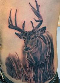 腹部野生鹿写实纹身图案